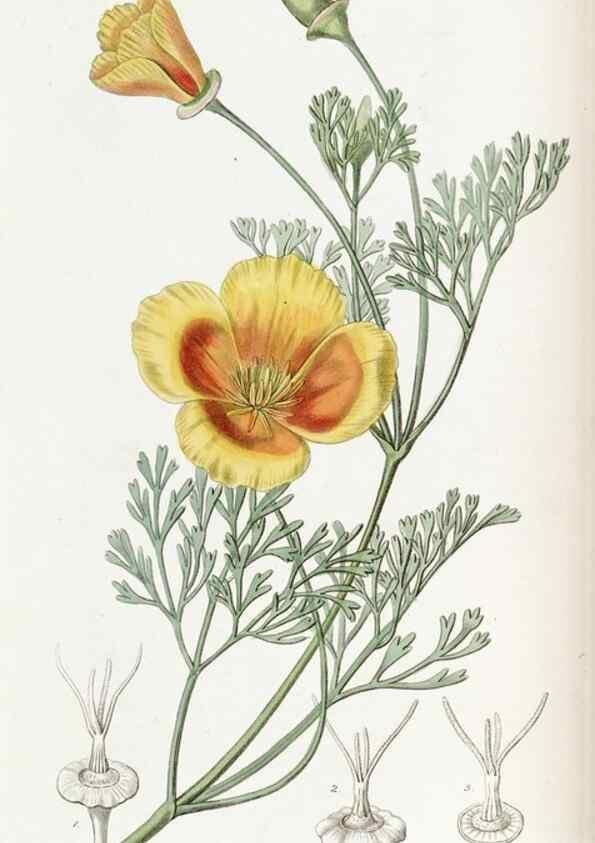 Reproducción/Reproduction 49822341702: Edwards's botanical register.. London :James Ridgway,1829-1847.. 