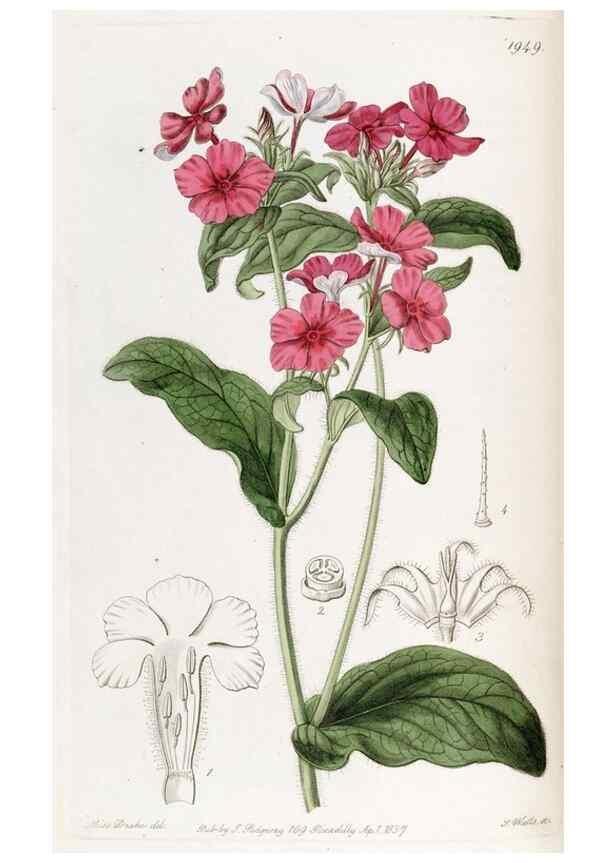Reproducción/Reproduction 49821492113: Edwards's botanical register.. London :James Ridgway,1829-1847.. 