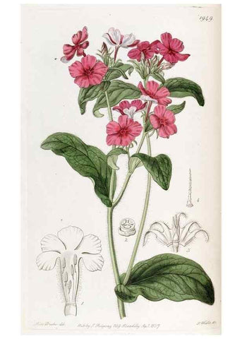 Reproducción/Reproduction 49821492113: Edwards's botanical register.. London :James Ridgway,1829-1847.. 
