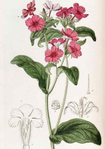 Reproducción/Reproduction 49821492113: Edwards's botanical register.. London :James Ridgway,1829-1847.. 