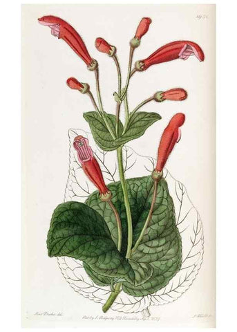 Reproducción/Reproduction 49822030351: Edwards's botanical register.. London :James Ridgway,1829-1847.. 
