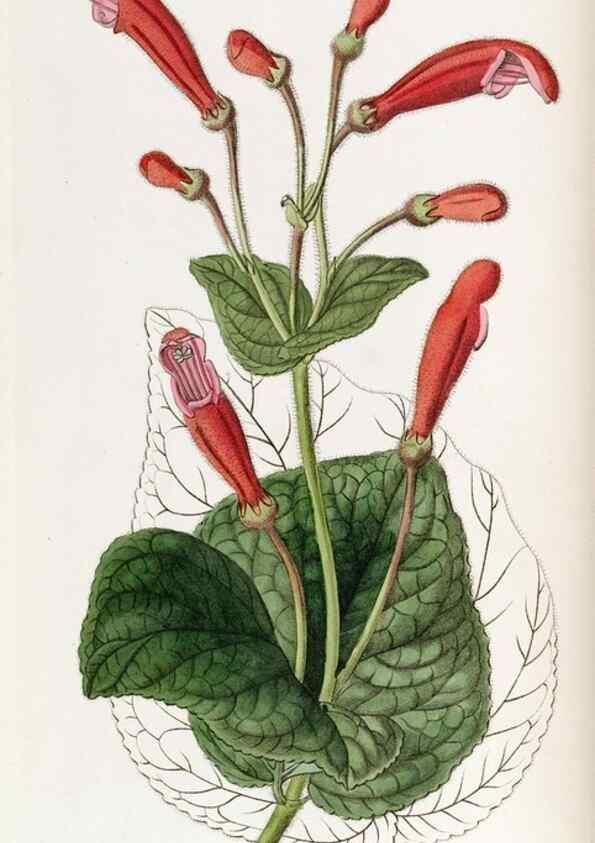 Reproducción/Reproduction 49822030351: Edwards's botanical register.. London :James Ridgway,1829-1847.. 