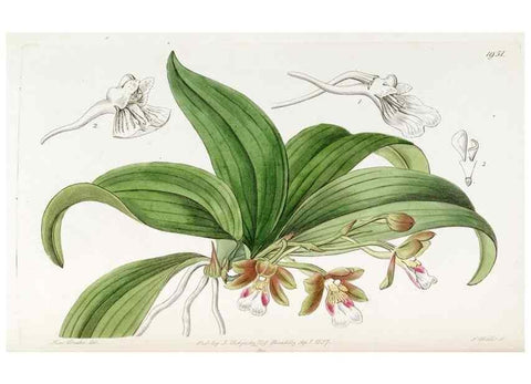 Reproducción/Reproduction 49821492893: Edwards's botanical register.. London :James Ridgway,1829-1847.. 