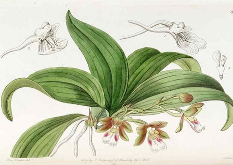 Reproducción/Reproduction 49821492893: Edwards's botanical register.. London :James Ridgway,1829-1847.. 