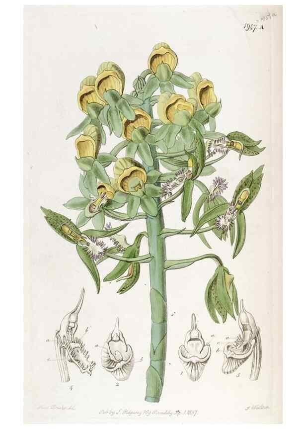 Reproducción/Reproduction 49821493408: Edwards's botanical register.. London :James Ridgway,1829-1847.. 