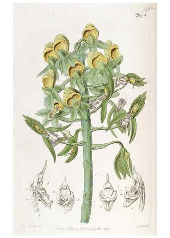 Reproducción/Reproduction 49821493408: Edwards's botanical register.. London :James Ridgway,1829-1847.. 