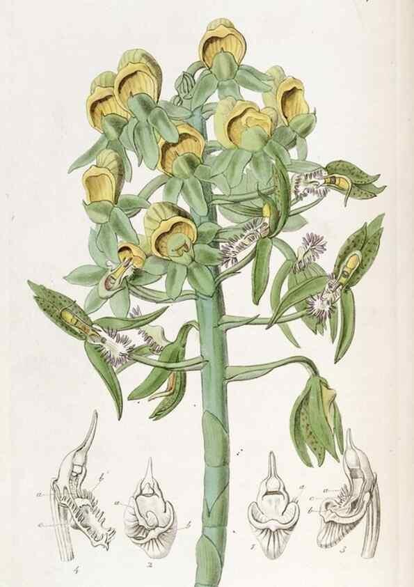 Reproducción/Reproduction 49821493408: Edwards's botanical register.. London :James Ridgway,1829-1847.. 