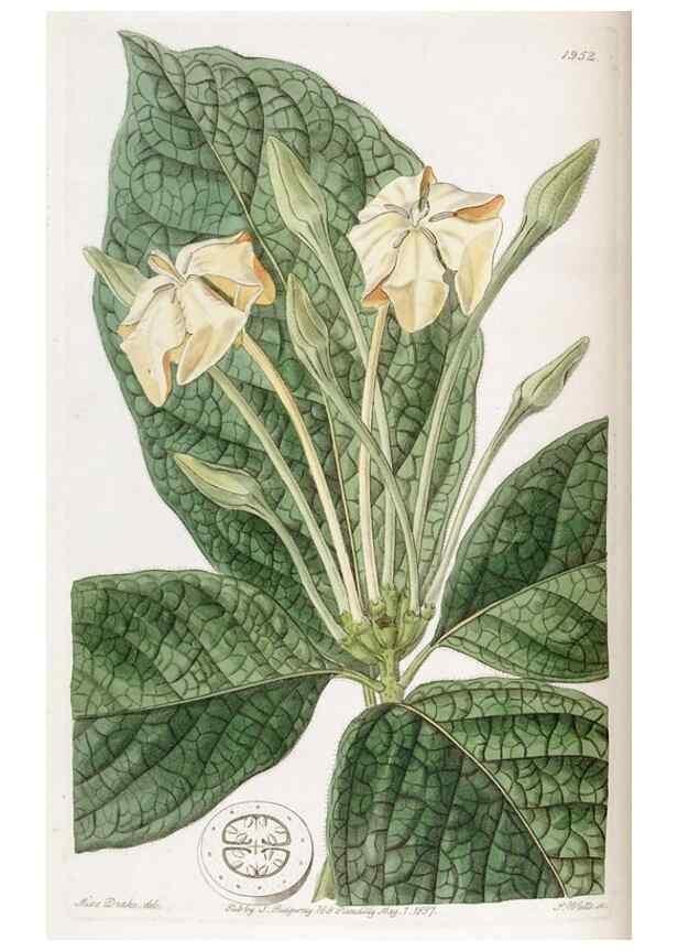Reproducción/Reproduction 49822031466: Edwards's botanical register.. London :James Ridgway,1829-1847.. 