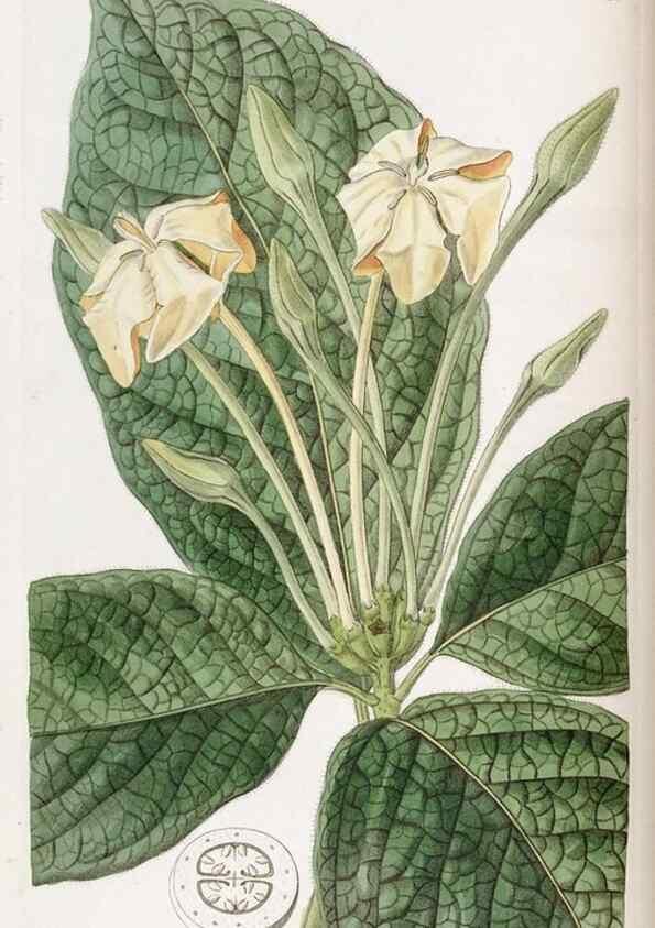 Reproducción/Reproduction 49822031466: Edwards's botanical register.. London :James Ridgway,1829-1847.. 