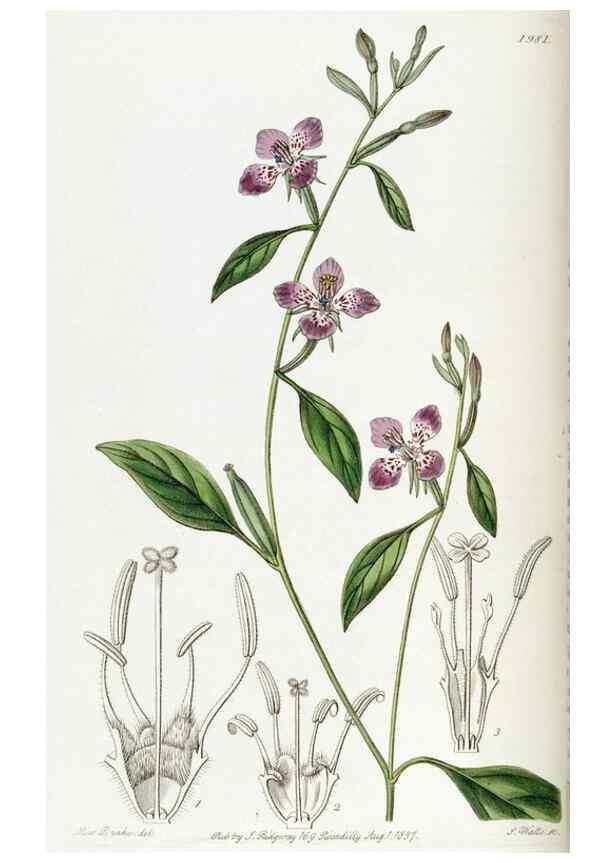 Reproducción/Reproduction 49822422777: Edwards's botanical register.. London :James Ridgway,1829-1847.. 