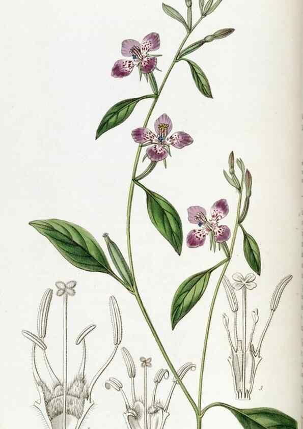 Reproducción/Reproduction 49822422777: Edwards's botanical register.. London :James Ridgway,1829-1847.. 