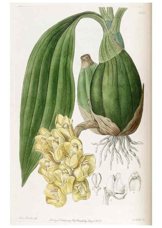 Reproducción/Reproduction 49821494313: Edwards's botanical register.. London :James Ridgway,1829-1847.. 