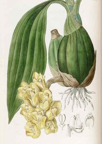 Reproducción/Reproduction 49821494313: Edwards's botanical register.. London :James Ridgway,1829-1847.. 