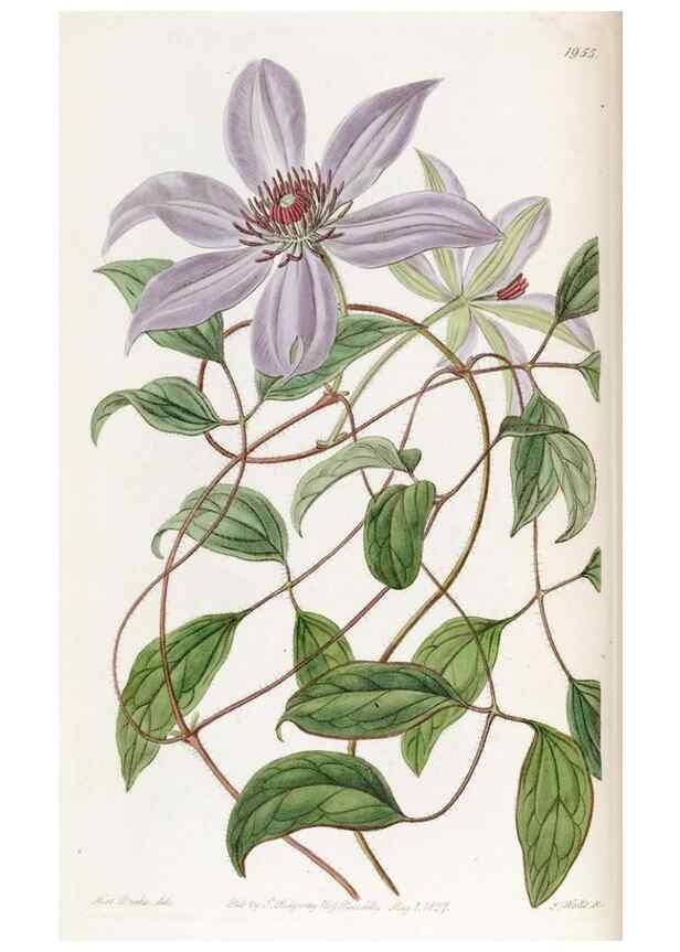 Reproducción/Reproduction 49821495103: Edwards's botanical register.. London :James Ridgway,1829-1847.. 