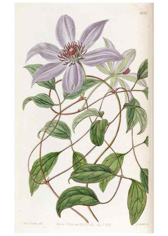 Reproducción/Reproduction 49821495103: Edwards's botanical register.. London :James Ridgway,1829-1847.. 