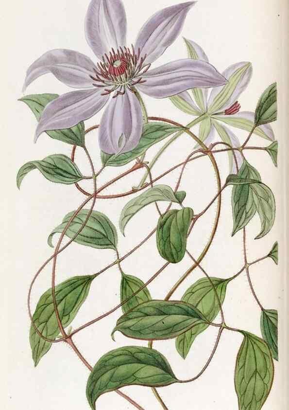 Reproducción/Reproduction 49821495103: Edwards's botanical register.. London :James Ridgway,1829-1847.. 