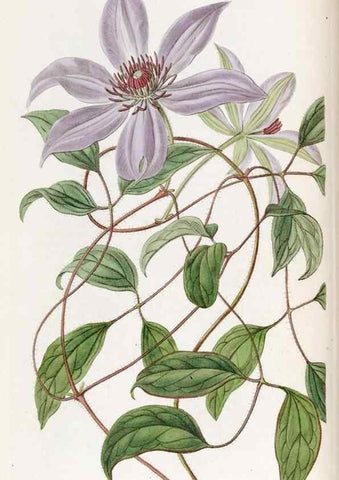Reproducción/Reproduction 49821495103: Edwards's botanical register.. London :James Ridgway,1829-1847.. 