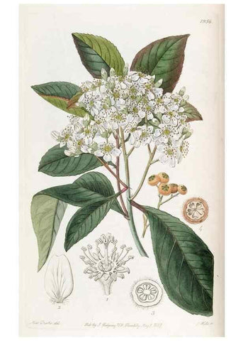 Reproducción/Reproduction 49822345362: Edwards's botanical register.. London :James Ridgway,1829-1847.. 