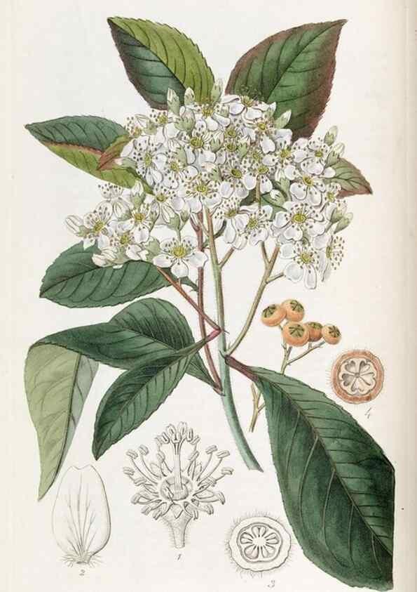 Reproducción/Reproduction 49822345362: Edwards's botanical register.. London :James Ridgway,1829-1847.. 