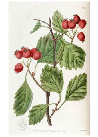 Reproducción/Reproduction 49822033291: Edwards's botanical register.. London :James Ridgway,1829-1847.. 