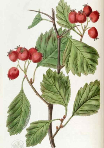 Reproducción/Reproduction 49822033291: Edwards's botanical register.. London :James Ridgway,1829-1847.. 