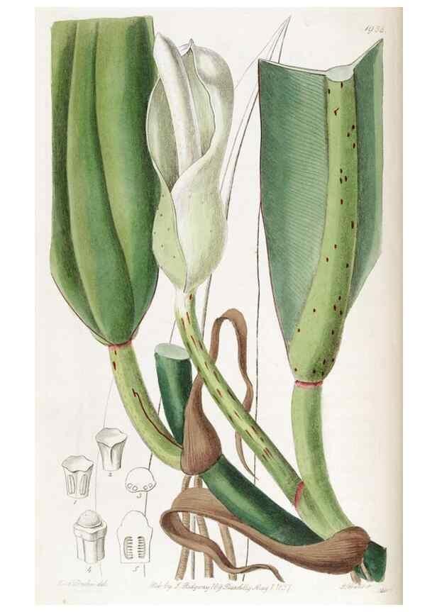 Reproducción/Reproduction 49822033641: Edwards's botanical register.. London :James Ridgway,1829-1847.. 