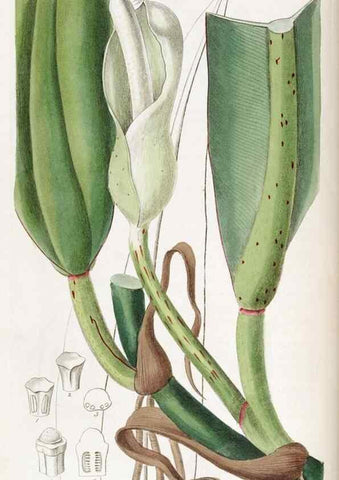 Reproducción/Reproduction 49822033641: Edwards's botanical register.. London :James Ridgway,1829-1847.. 