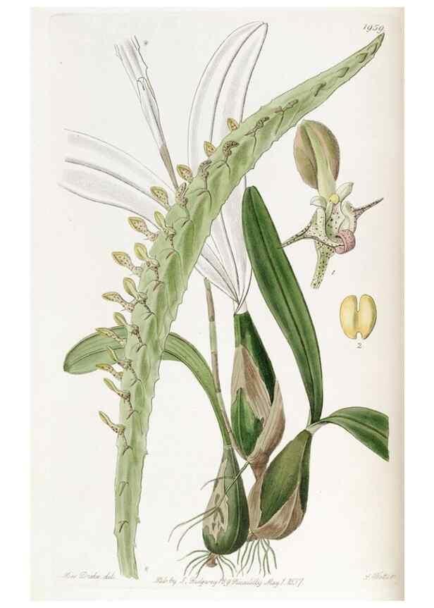 Reproducción/Reproduction 49821496713: Edwards's botanical register.. London :James Ridgway,1829-1847.. 