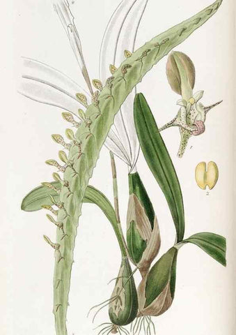 Reproducción/Reproduction 49821496713: Edwards's botanical register.. London :James Ridgway,1829-1847.. 