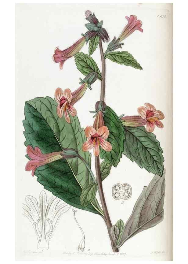 Reproducción/Reproduction 49822034451: Edwards's botanical register.. London :James Ridgway,1829-1847.. 