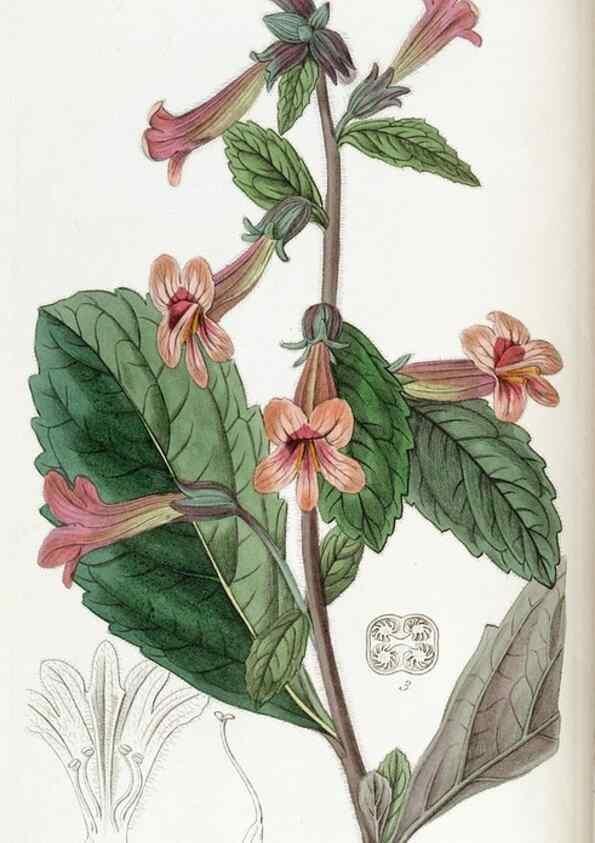 Reproducción/Reproduction 49822034451: Edwards's botanical register.. London :James Ridgway,1829-1847.. 