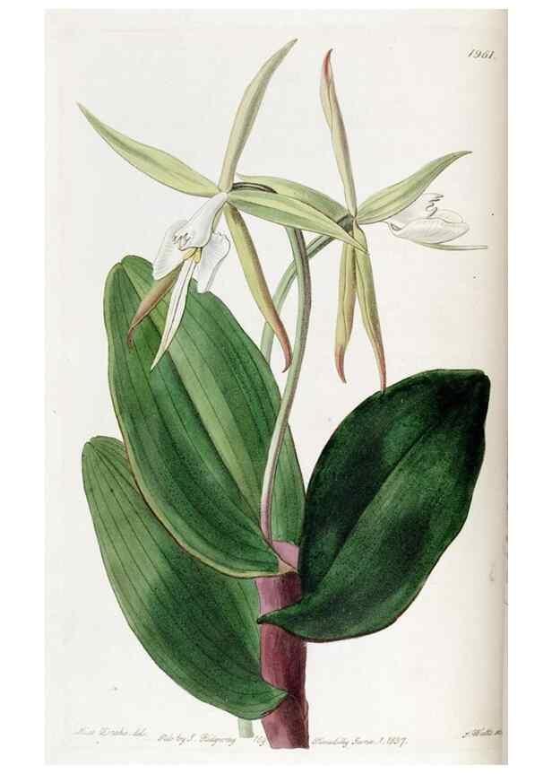 Reproducción/Reproduction 49822347317: Edwards's botanical register.. London :James Ridgway,1829-1847.. 