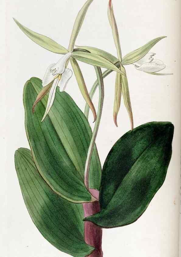 Reproducción/Reproduction 49822347317: Edwards's botanical register.. London :James Ridgway,1829-1847.. 