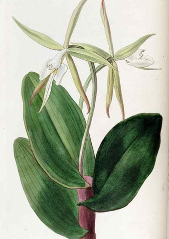 Reproducción/Reproduction 49822347317: Edwards's botanical register.. London :James Ridgway,1829-1847.. 