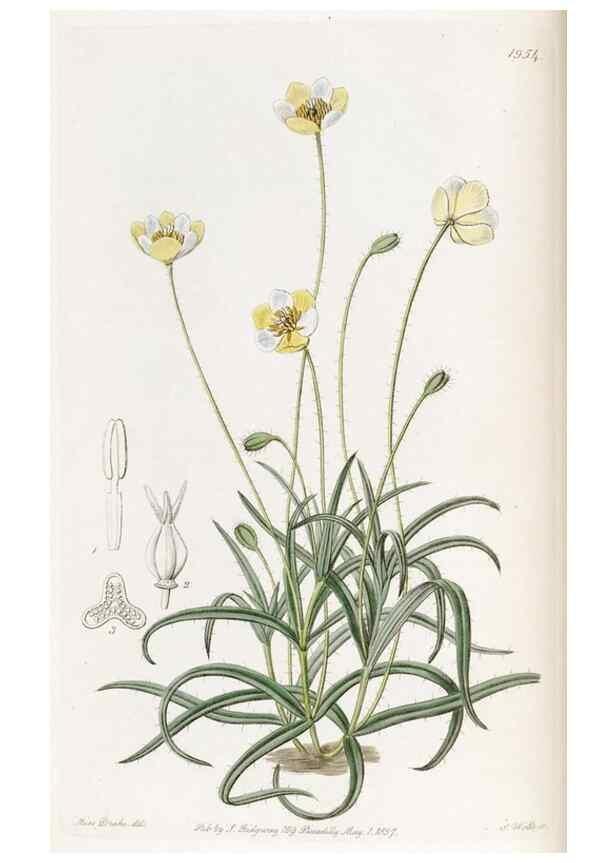 Reproducción/Reproduction 49821494718: Edwards's botanical register.. London :James Ridgway,1829-1847.. 