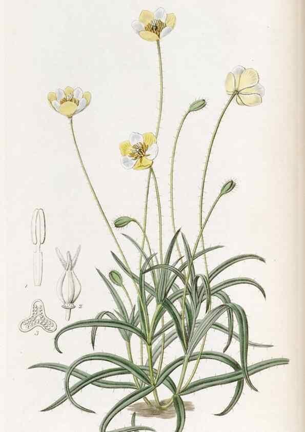 Reproducción/Reproduction 49821494718: Edwards's botanical register.. London :James Ridgway,1829-1847.. 