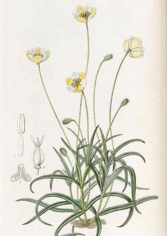 Reproducción/Reproduction 49821494718: Edwards's botanical register.. London :James Ridgway,1829-1847.. 