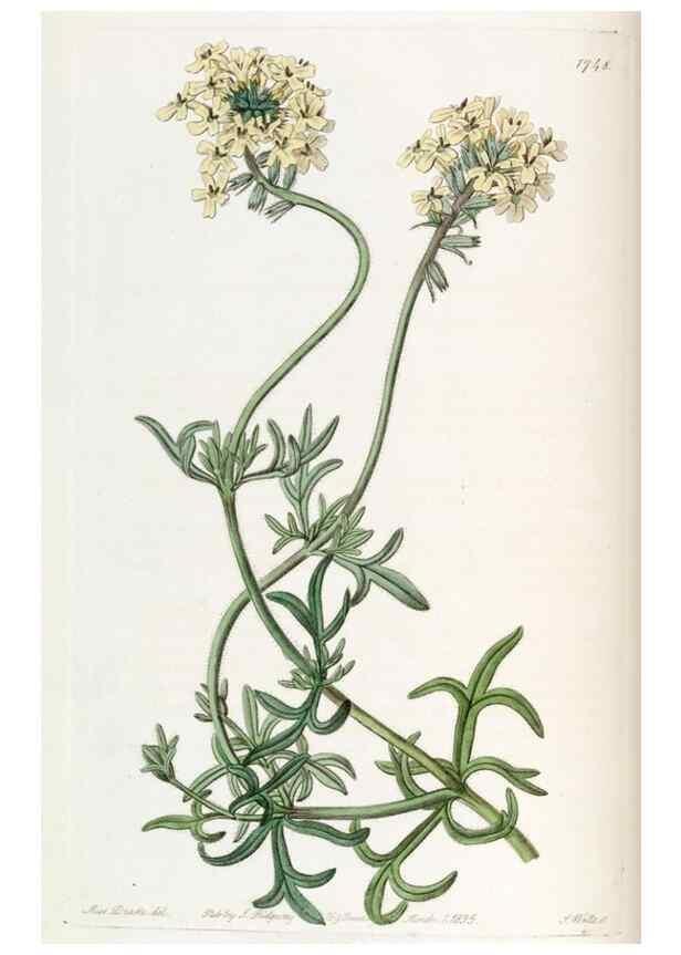 Reproducción/Reproduction 49822795297: Edwards's botanical register.. London :James Ridgway,1829-1847.. 