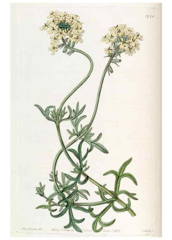 Reproducción/Reproduction 49822795297: Edwards's botanical register.. London :James Ridgway,1829-1847.. 