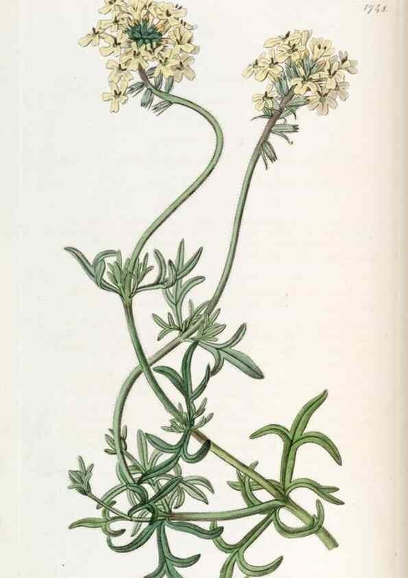 Reproducción/Reproduction 49822795297: Edwards's botanical register.. London :James Ridgway,1829-1847.. 