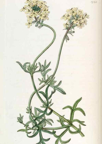 Reproducción/Reproduction 49822795297: Edwards's botanical register.. London :James Ridgway,1829-1847.. 