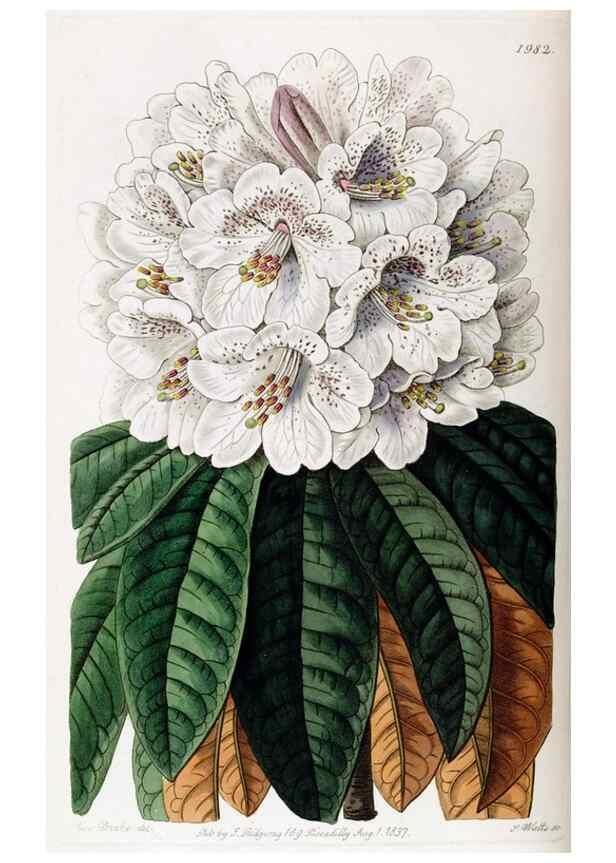 Reproducción/Reproduction 49822423172: Edwards's botanical register.. London :James Ridgway,1829-1847.. 