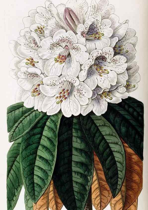 Reproducción/Reproduction 49822423172: Edwards's botanical register.. London :James Ridgway,1829-1847.. 