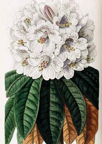 Reproducción/Reproduction 49822423172: Edwards's botanical register.. London :James Ridgway,1829-1847.. 