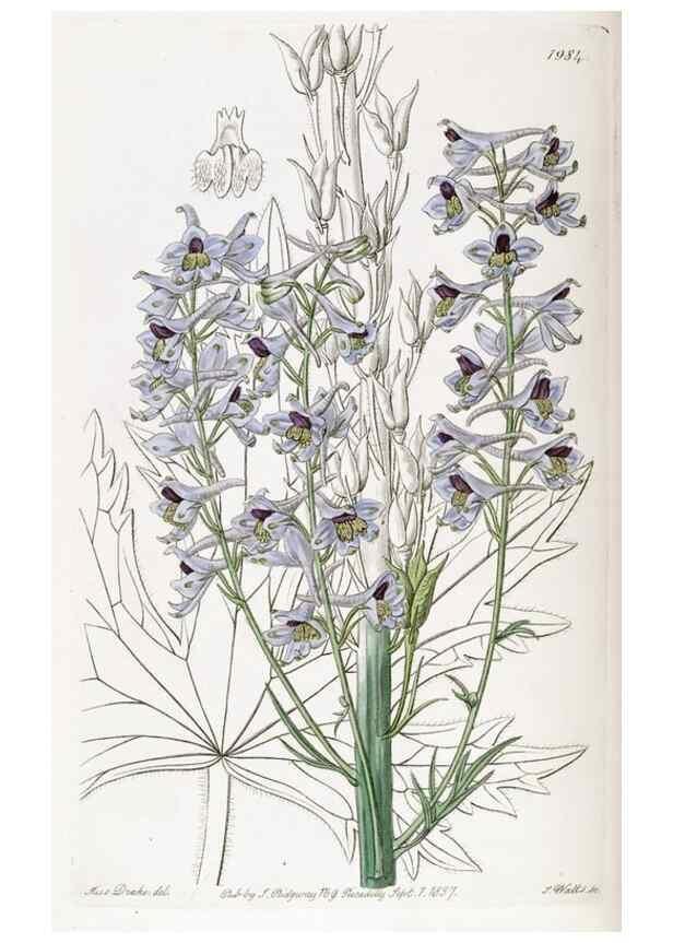Reproducción/Reproduction 49822424322: Edwards's botanical register.. London :James Ridgway,1829-1847.. 