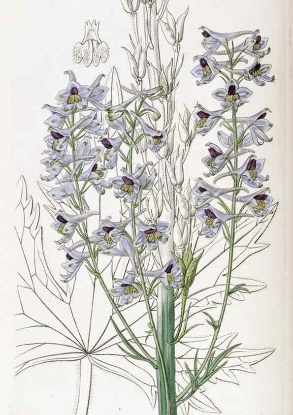 Reproducción/Reproduction 49822424322: Edwards's botanical register.. London :James Ridgway,1829-1847.. 