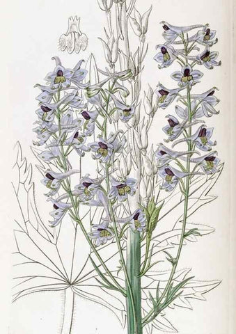 Reproducción/Reproduction 49822424322: Edwards's botanical register.. London :James Ridgway,1829-1847.. 