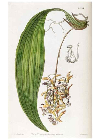 Reproducción/Reproduction 49822433542: Edwards's botanical register.. London :James Ridgway,1829-1847.. 