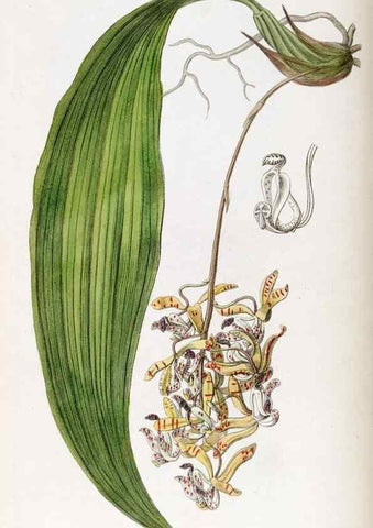 Reproducción/Reproduction 49822433542: Edwards's botanical register.. London :James Ridgway,1829-1847.. 