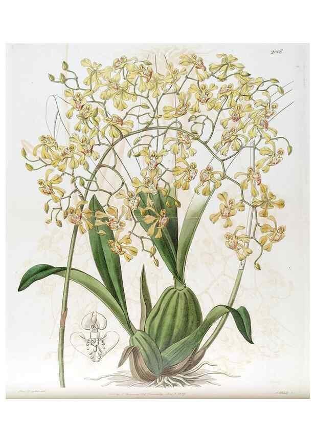 Reproducción/Reproduction 49822120991: Edwards's botanical register.. London :James Ridgway,1829-1847.. 